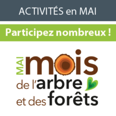 ICONE_MoisDeArbre